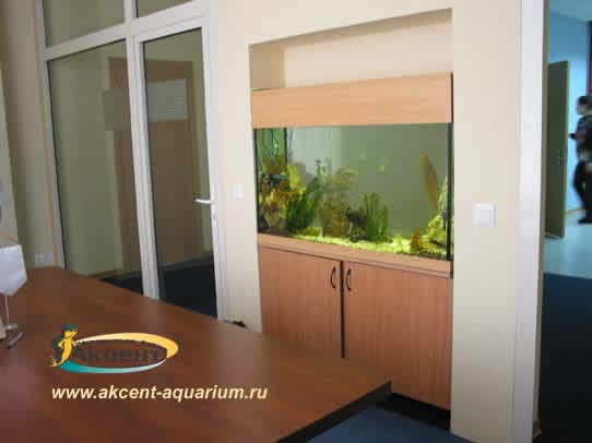 Акцент-Аквариум, аквариум просмотровый с гнутым передним стеклом 270 литров вид со стороны комнаты переговоров